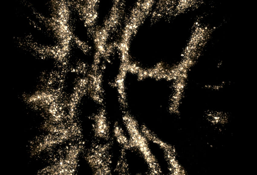 Comme des Garçons - Perfume Wonderoud