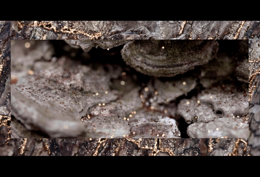 Comme des Garçons - Perfume Wonderoud