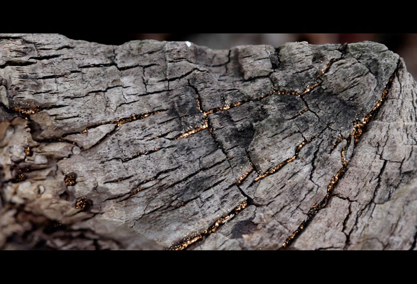 Comme des Garçons - Perfume Wonderoud